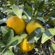 ヒメ日記 2025/12/15 10:31 投稿 安田ほのか MADAM