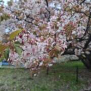 ヒメ日記 2026/04/16 20:23 投稿 つばき 横浜ハッピーマットパラダイス