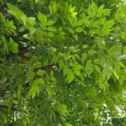 ヒメ日記 2025/05/16 11:30 投稿 亜音-Ao- 姉新地