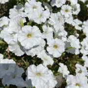 ヒメ日記 2025/06/18 11:54 投稿 亜音-Ao- 姉新地