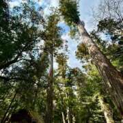 ヒメ日記 2025/06/29 11:45 投稿 亜音-Ao- 姉新地