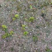 ヒメ日記 2026/04/16 23:33 投稿 しおり 沖縄素人図鑑