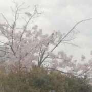 ヒメ日記 2025/04/16 14:30 投稿 リコ 人妻生レンタル