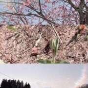 ヒメ日記 2025/04/11 12:33 投稿 りあん　奥様 SUTEKIな奥様は好きですか?