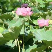 ヒメ日記 2025/04/20 06:33 投稿 りあん　奥様 SUTEKIな奥様は好きですか?