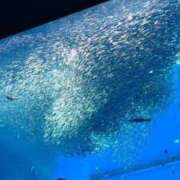 ヒメ日記 2025/07/08 18:19 投稿 うた　奥様 SUTEKIな奥様は好きですか?