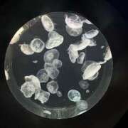 ヒメ日記 2026/03/14 21:21 投稿 うた　奥様 SUTEKIな奥様は好きですか?