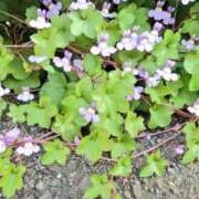 ヒメ日記 2025/05/19 08:18 投稿 しき　奥様 SUTEKIな奥様は好きですか?