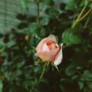 ヒメ日記 2025/05/20 08:19 投稿 しき　奥様 SUTEKIな奥様は好きですか?