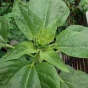 ヒメ日記 2025/06/15 12:12 投稿 しき　奥様 SUTEKIな奥様は好きですか?