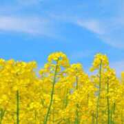 ヒメ日記 2025/05/16 17:27 投稿 ゆり　奥様 SUTEKIな奥様は好きですか?