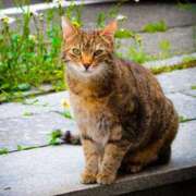 ヒメ日記 2025/05/29 08:27 投稿 らな　奥様 SUTEKIな奥様は好きですか?