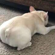 ヒメ日記 2025/03/19 19:12 投稿 くみ　奥様 SUTEKIな奥様は好きですか?