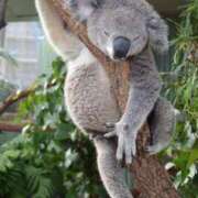 ヒメ日記 2025/03/29 01:48 投稿 くみ　奥様 SUTEKIな奥様は好きですか?