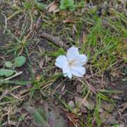 ヒメ日記 2025/04/11 09:33 投稿 くみ　奥様 SUTEKIな奥様は好きですか?