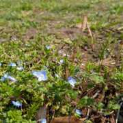 ヒメ日記 2025/04/21 16:03 投稿 くみ　奥様 SUTEKIな奥様は好きですか?