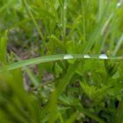 ヒメ日記 2025/05/11 16:48 投稿 くみ　奥様 SUTEKIな奥様は好きですか?