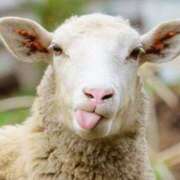 ヒメ日記 2025/05/24 23:57 投稿 くみ　奥様 SUTEKIな奥様は好きですか?