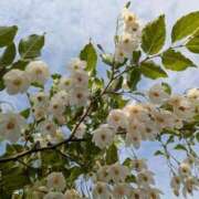 ヒメ日記 2025/05/29 09:42 投稿 くみ　奥様 SUTEKIな奥様は好きですか?