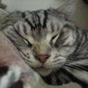 ヒメ日記 2025/08/10 01:15 投稿 くみ　奥様 SUTEKIな奥様は好きですか?