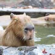 ヒメ日記 2025/10/28 10:19 投稿 くみ　奥様 SUTEKIな奥様は好きですか?