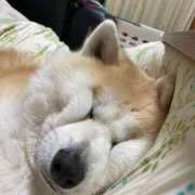 ヒメ日記 2026/01/20 16:33 投稿 くみ　奥様 SUTEKIな奥様は好きですか?