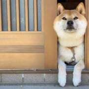 ヒメ日記 2026/03/19 09:13 投稿 くみ　奥様 SUTEKIな奥様は好きですか?