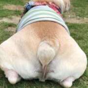 ヒメ日記 2026/04/01 08:48 投稿 くみ　奥様 SUTEKIな奥様は好きですか?