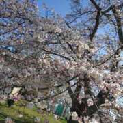 ヒメ日記 2025/04/09 18:48 投稿 そよか　奥様 SUTEKIな奥様は好きですか?