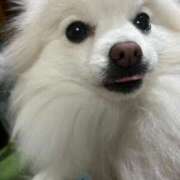 ヒメ日記 2025/05/25 07:48 投稿 あゆり　奥様 SUTEKIな奥様は好きですか?