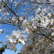 ヒメ日記 2025/04/07 12:33 投稿 川村 まほ 未経験の美人さん！ ファーストクラス ルビー