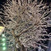 ヒメ日記 2025/12/09 08:19 投稿 すず アイドルドリーム