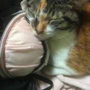 ヒメ日記 2025/02/26 08:34 投稿 いつき エマニエル