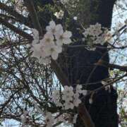 ヒメ日記 2025/04/25 20:42 投稿 いつき エマニエル