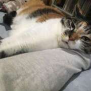 ヒメ日記 2025/06/25 20:02 投稿 いつき エマニエル