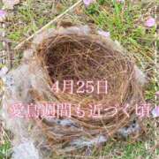 ヒメ日記 2025/04/25 05:24 投稿 ななえ　奥様 SUTEKIな奥様は好きですか?