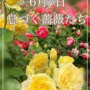 ヒメ日記 2025/06/07 05:27 投稿 ななえ　奥様 SUTEKIな奥様は好きですか?