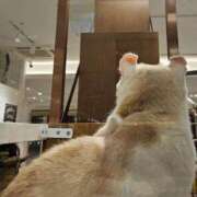 ヒメ日記 2026/01/13 20:21 投稿 あおば　奥様 SUTEKIな奥様は好きですか?