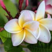 ヒメ日記 2025/08/14 11:29 投稿 いつき 完熟ばなな八王子