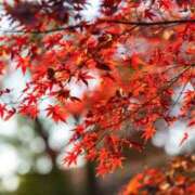 ヒメ日記 2025/11/08 08:27 投稿 ほのか　奥様 SUTEKIな奥様は好きですか?