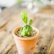 ヒメ日記 2026/03/10 20:57 投稿 ほのか　奥様 SUTEKIな奥様は好きですか?