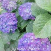 ヒメ日記 2025/05/31 09:12 投稿 結城 愛 白夜