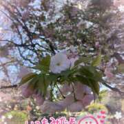 ヒメ日記 2025/04/17 09:30 投稿 聖美【サトミ】 輝女