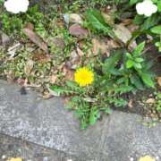 ヒメ日記 2025/04/20 11:34 投稿 聖美【サトミ】 輝女