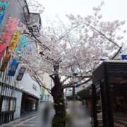 ヒメ日記 2025/04/05 15:46 投稿 まき 熟女総本店 日本橋ミナミエリア店