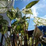 ヒメ日記 2025/04/21 08:12 投稿 まき 熟女総本店 日本橋ミナミエリア店