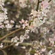 ひとみ お久しぶりです😃 熟女の風俗最終章 西川口店