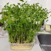 ヒメ日記 2025/06/11 12:08 投稿 【G】まお ウルトラセレブリティ