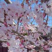 ヒメ日記 2025/04/10 11:04 投稿 よつば　奥様 SUTEKIな奥様は好きですか?