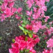 ヒメ日記 2025/05/04 18:33 投稿 よつば　奥様 SUTEKIな奥様は好きですか?